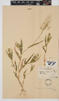 Panicum arcurameum image