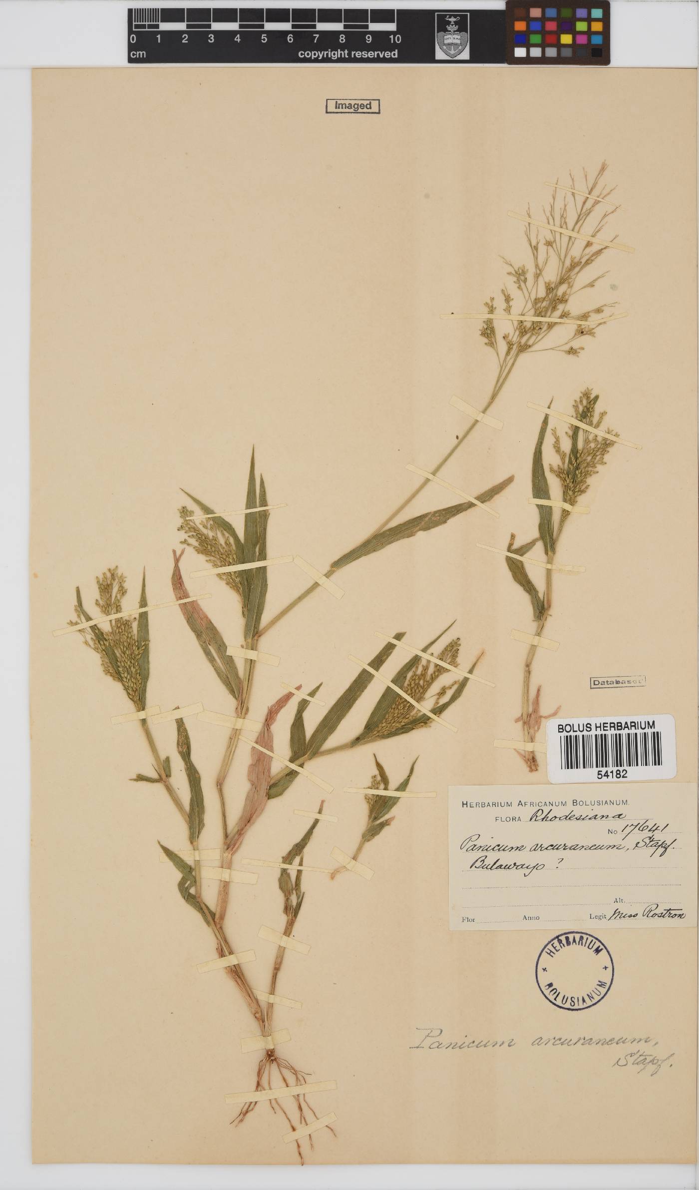 Panicum arcurameum image