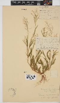 Panicum arcurameum image