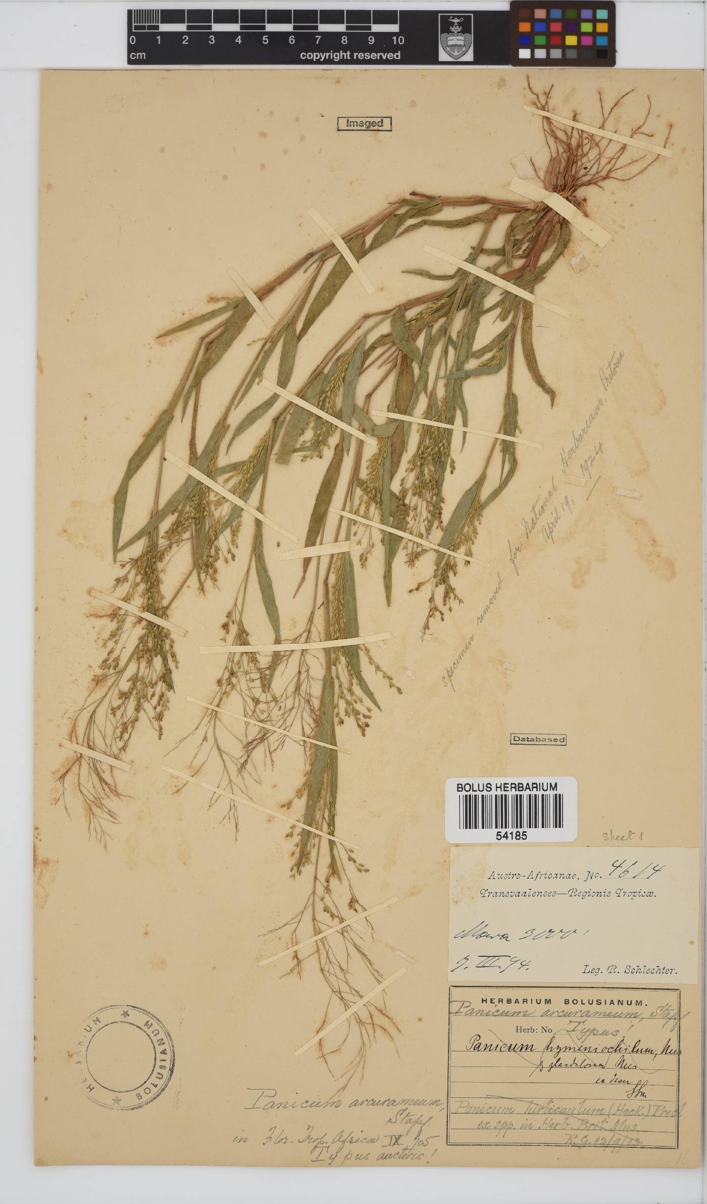 Panicum arcurameum image