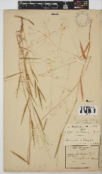 Panicum aequinerve image