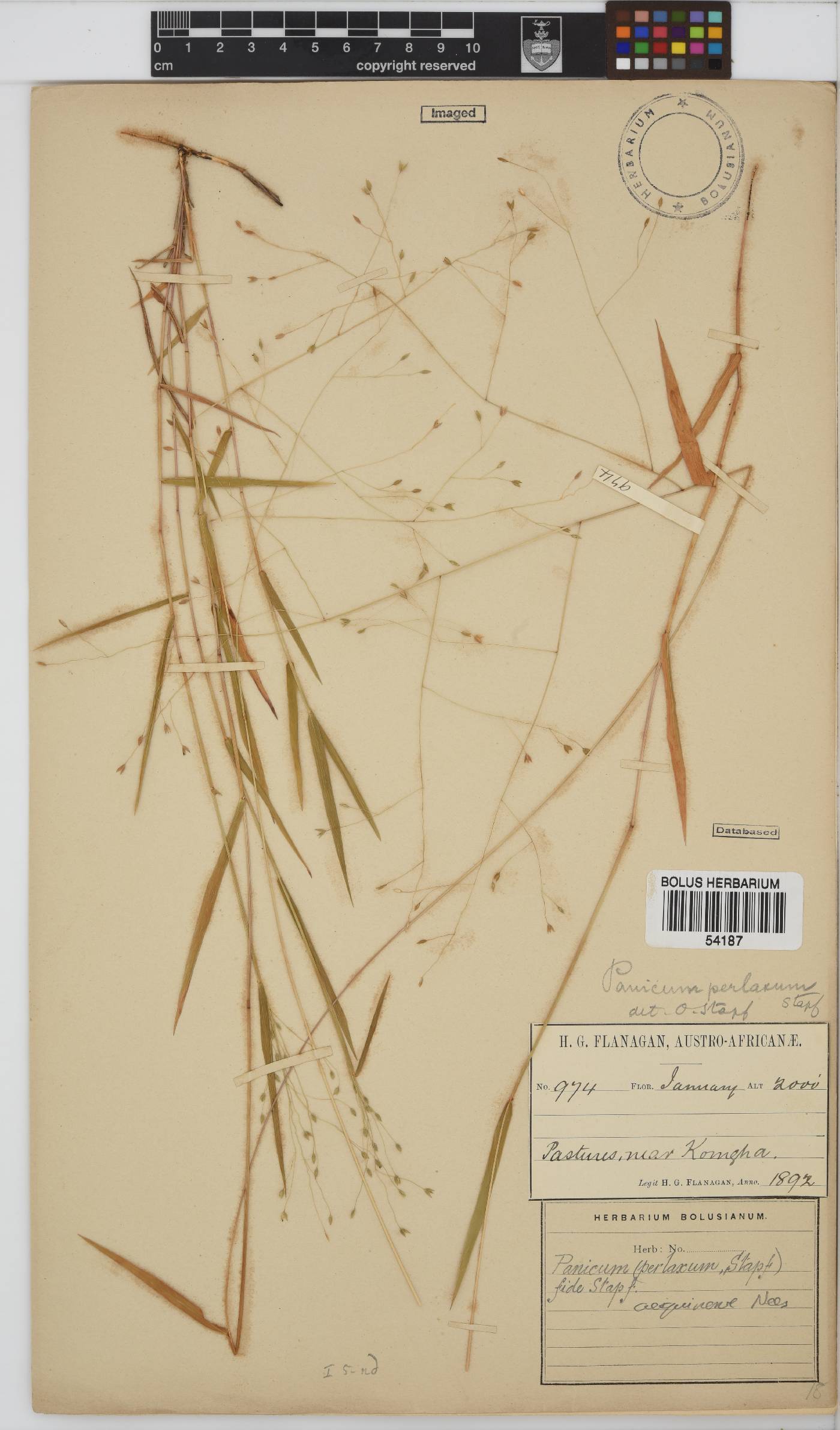 Panicum aequinerve image