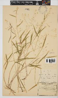 Panicum aequinerve image