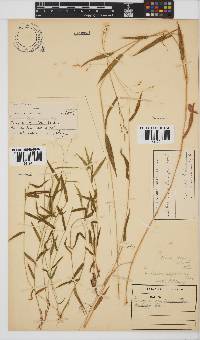 Panicum aequinerve image