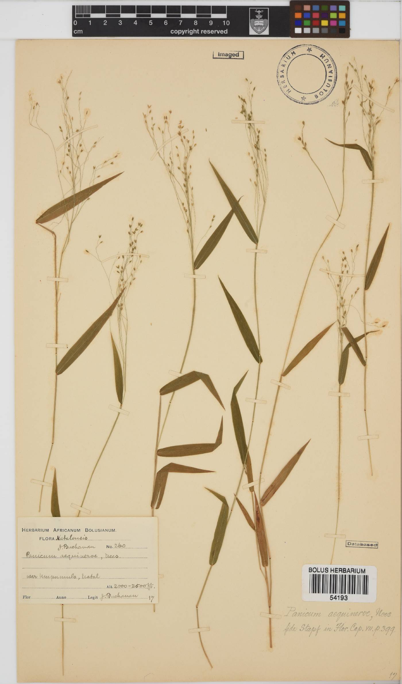 Panicum aequinerve image
