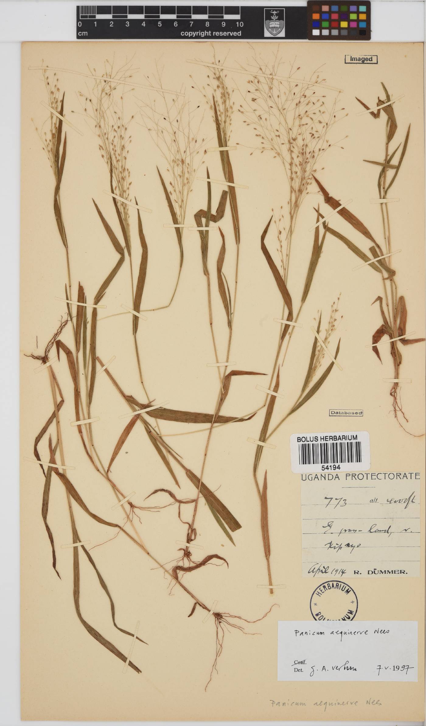 Panicum aequinerve image