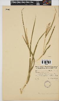 Panicum coloratum image