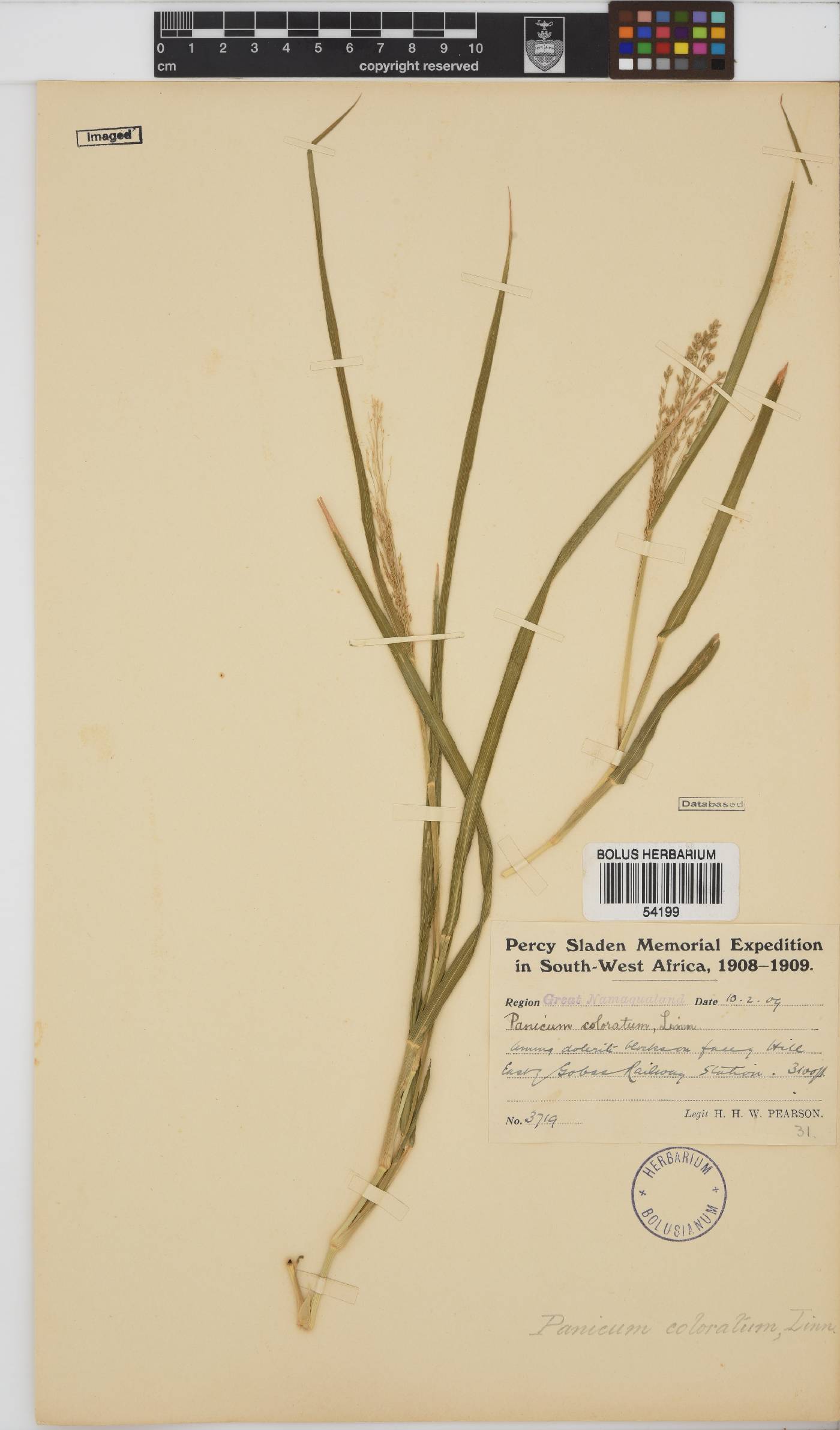 Panicum coloratum image