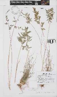 Eragrostis nindensis image