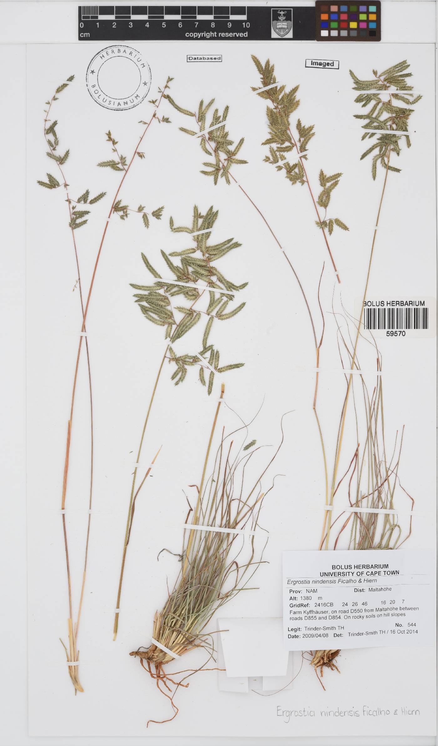 Eragrostis nindensis image