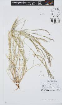 Aristida adscensionis image