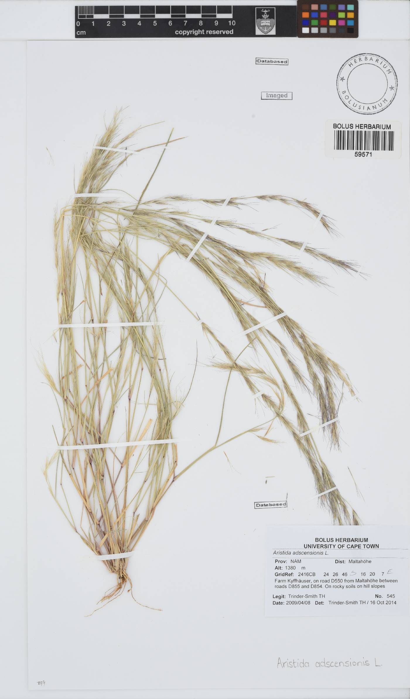 Aristida adscensionis image