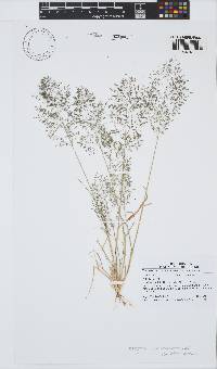 Eragrostis lehmanniana image