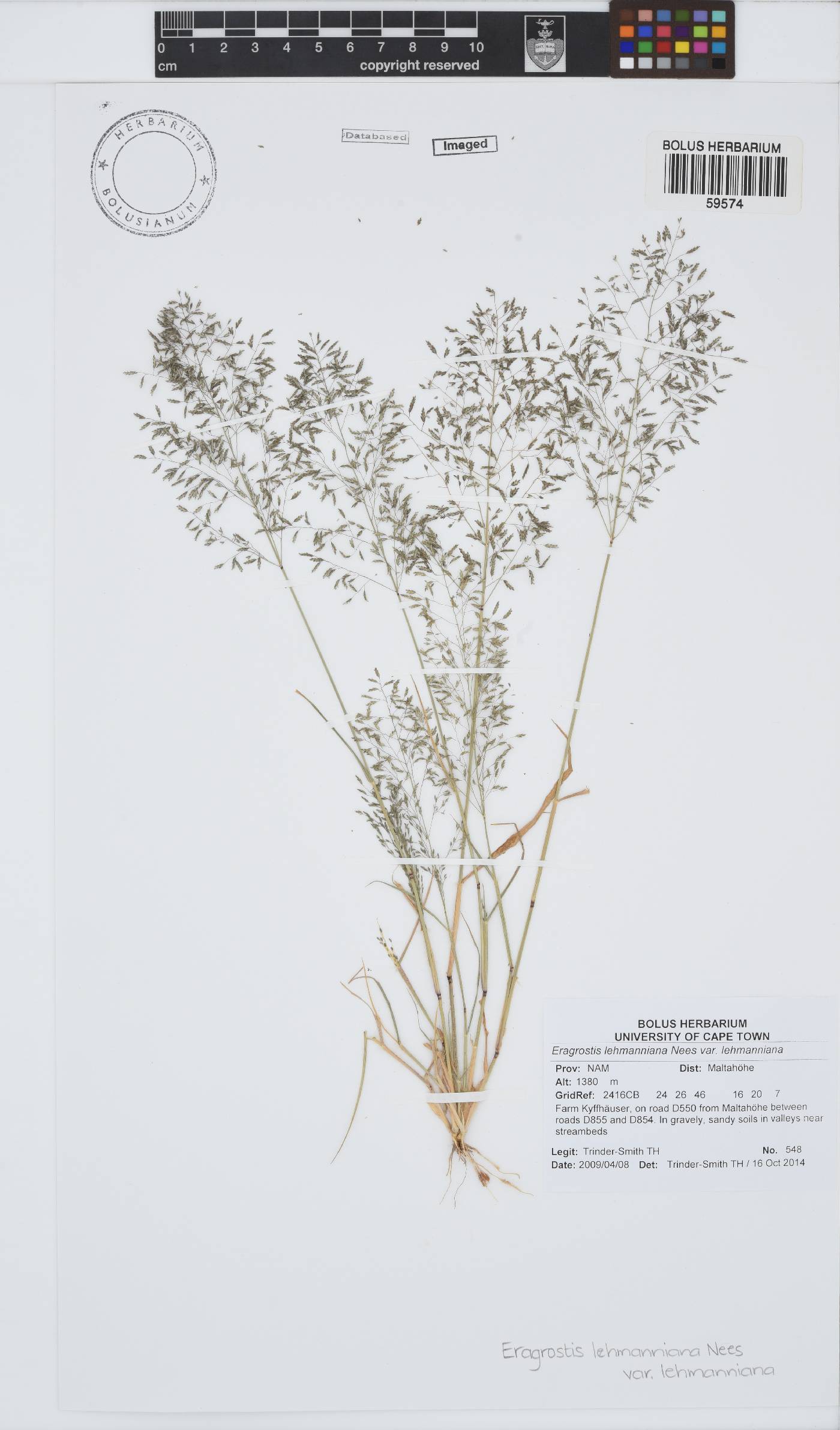 Eragrostis lehmanniana var. lehmanniana image