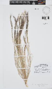 Aristida congesta subsp. congesta image