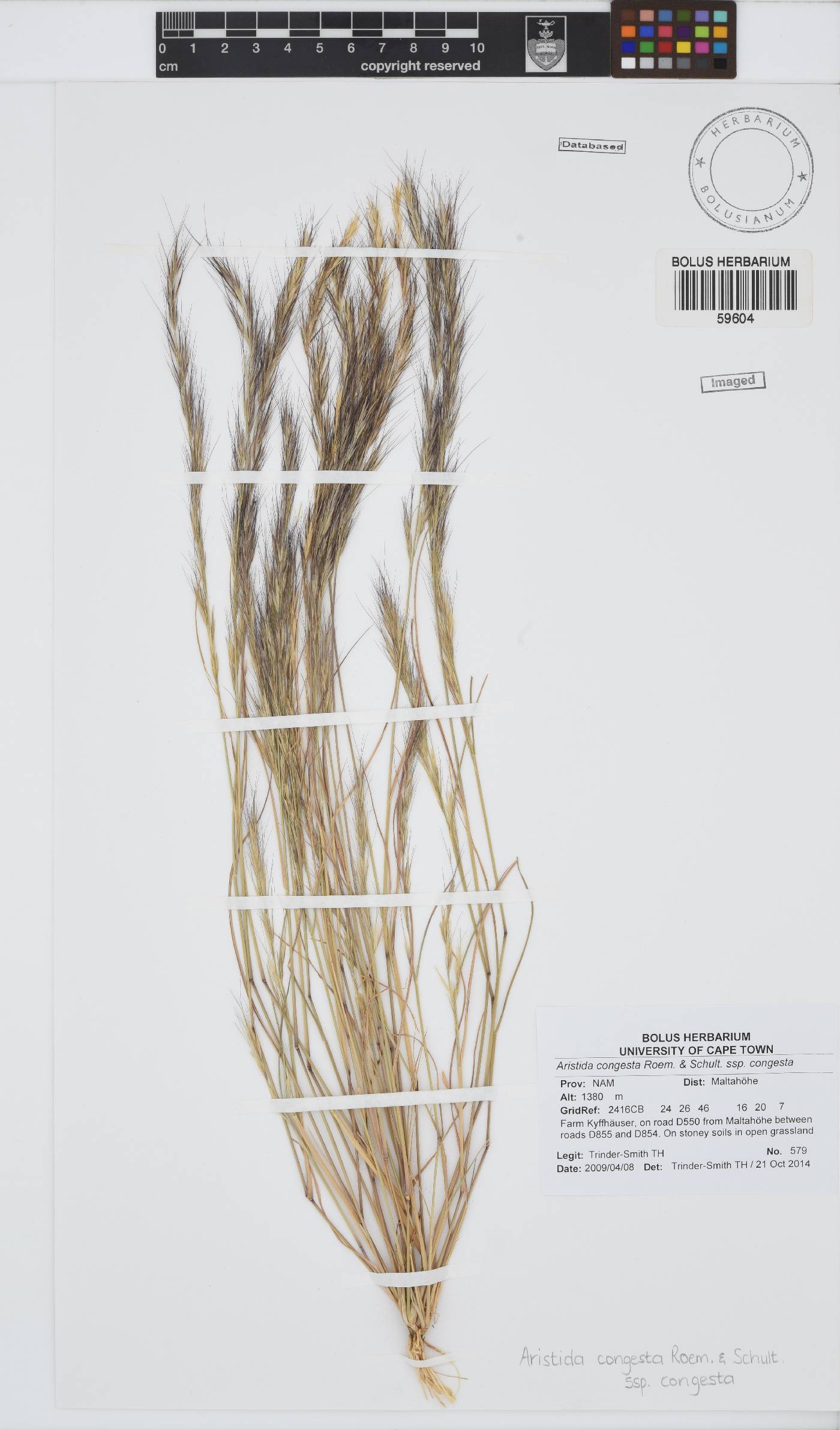 Aristida congesta image