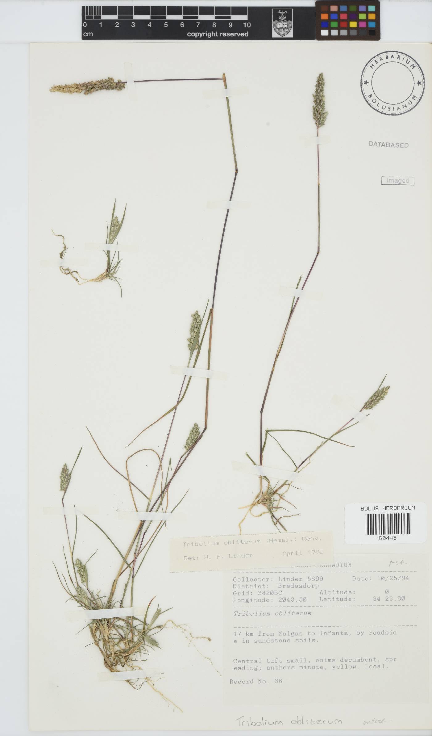 Tribolium obliterum image