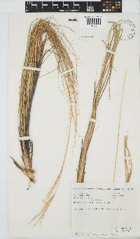 Digitaria natalensis image