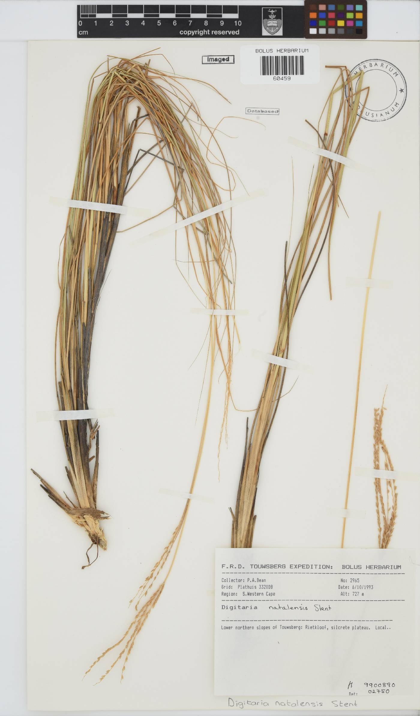 Digitaria natalensis image