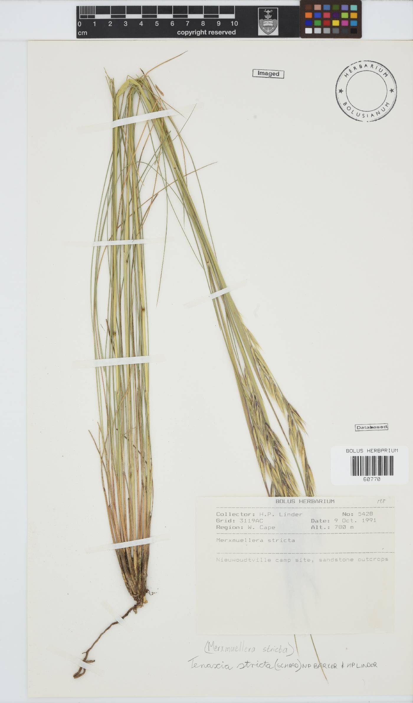 Tenaxia stricta image