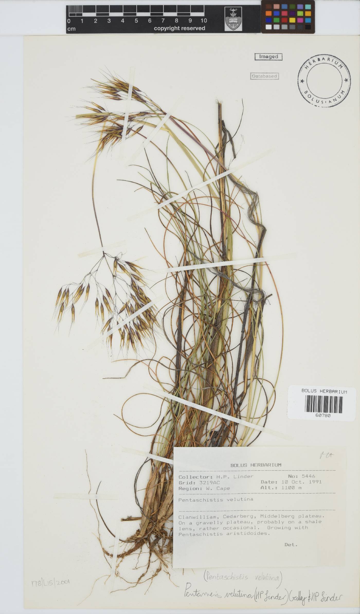 Pentameris velutina image