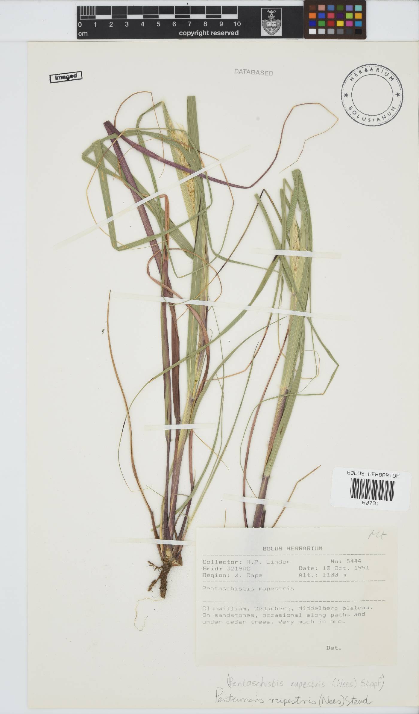 Pentameris rupestris image