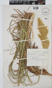 Capeochloa arundinacea image