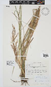 Sorghastrum stipoides image