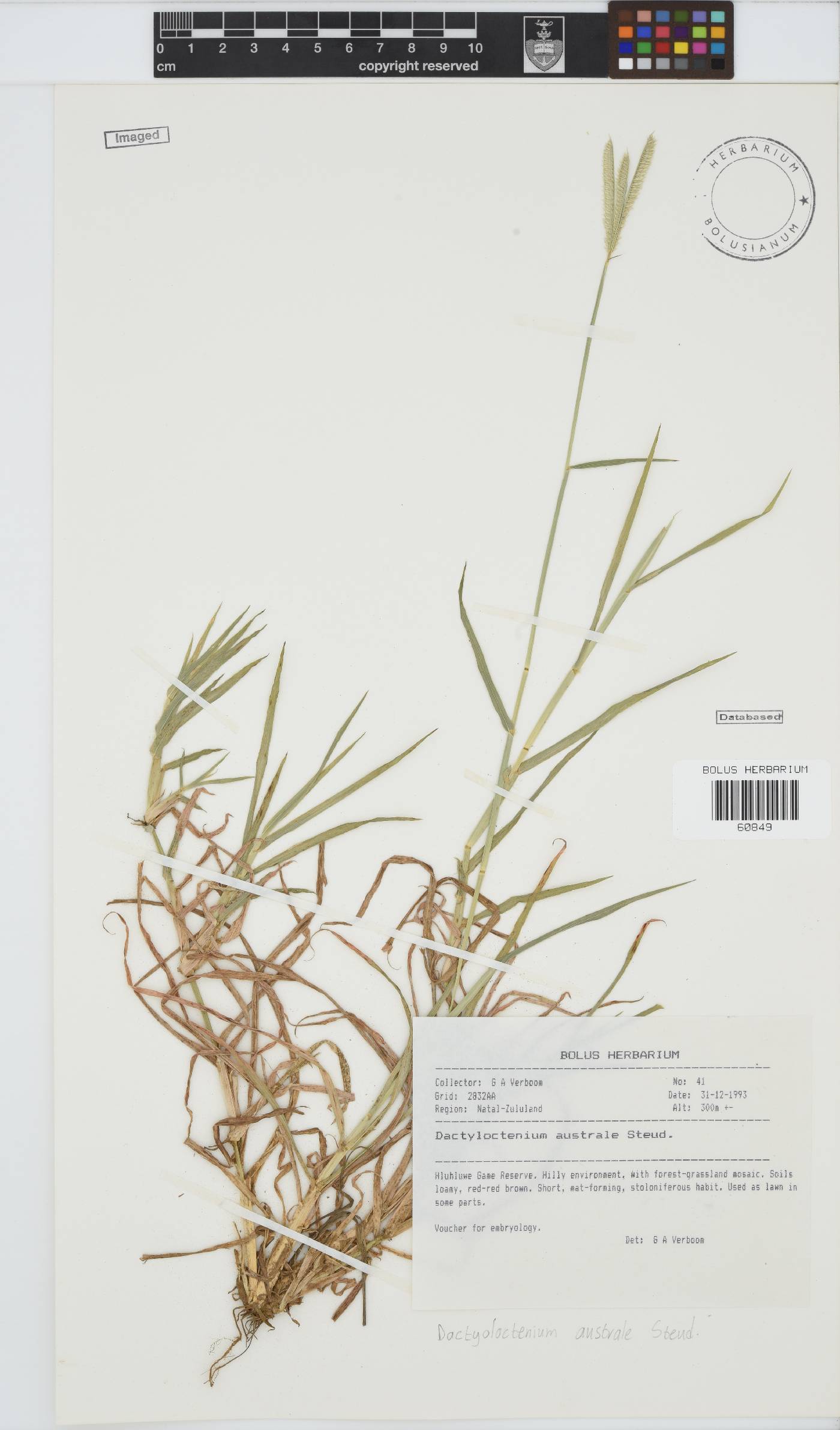 Dactyloctenium australe image