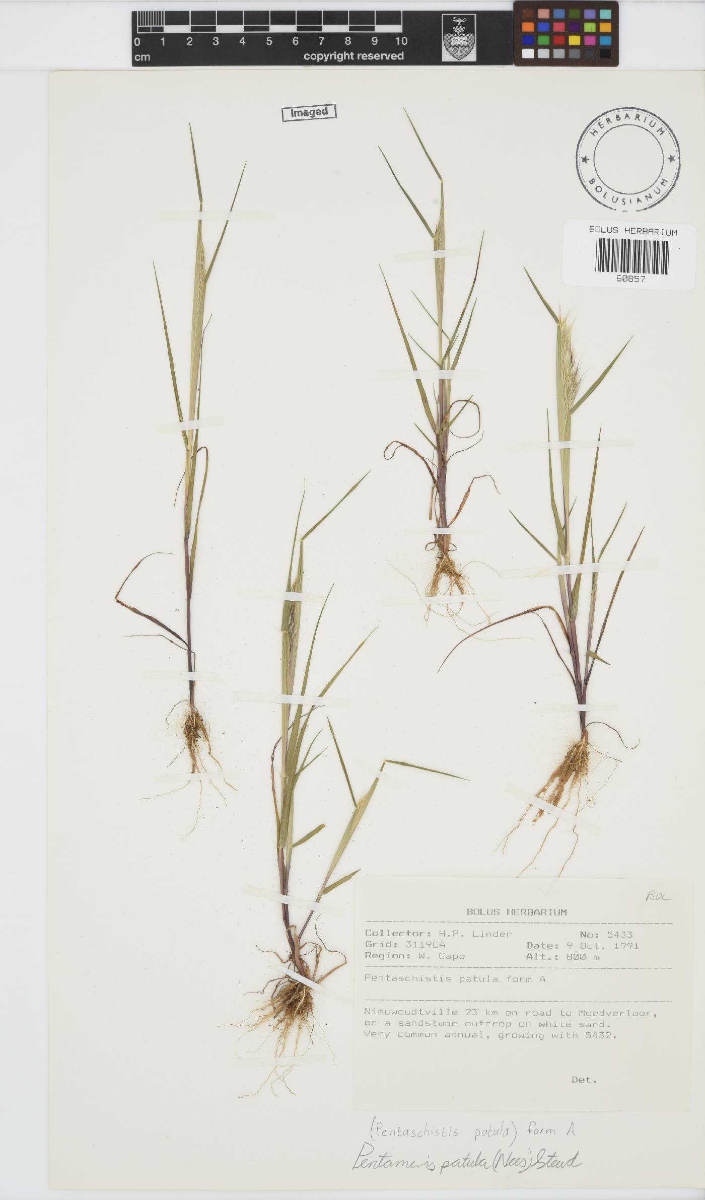 Pentameris patula image