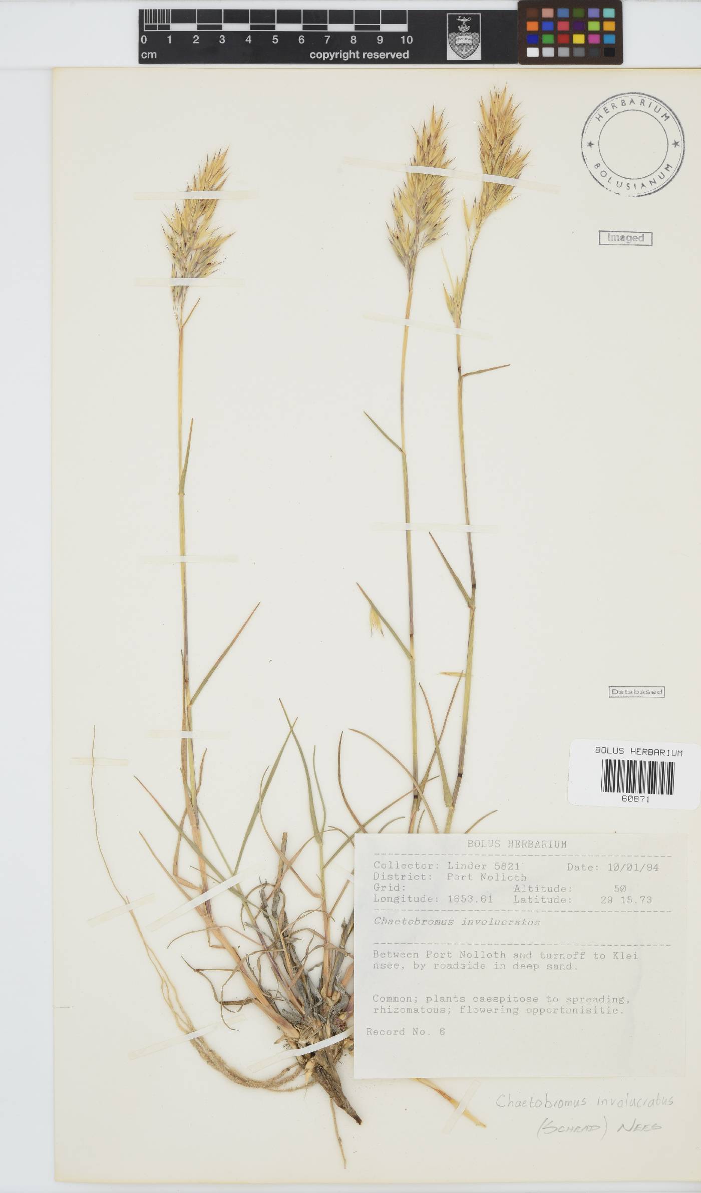 Chaetobromus involucratus image