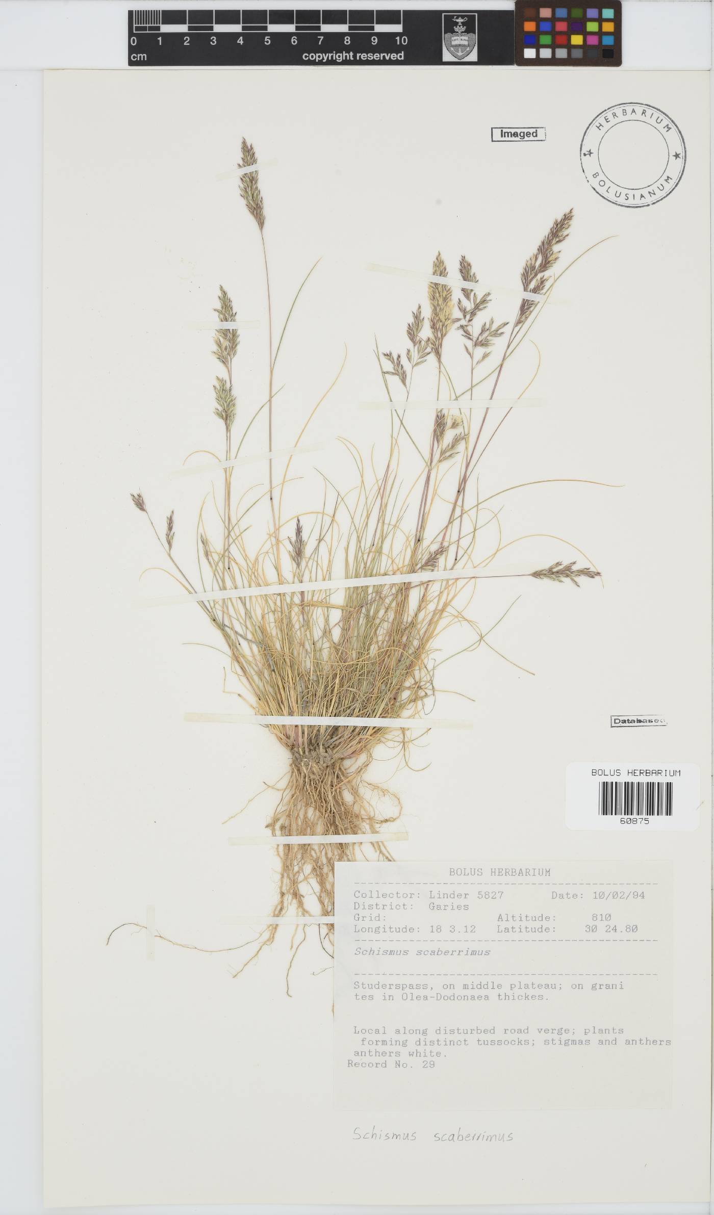 Schismus scaberrimus image