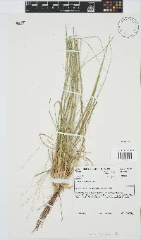 Panicum kalaharense image