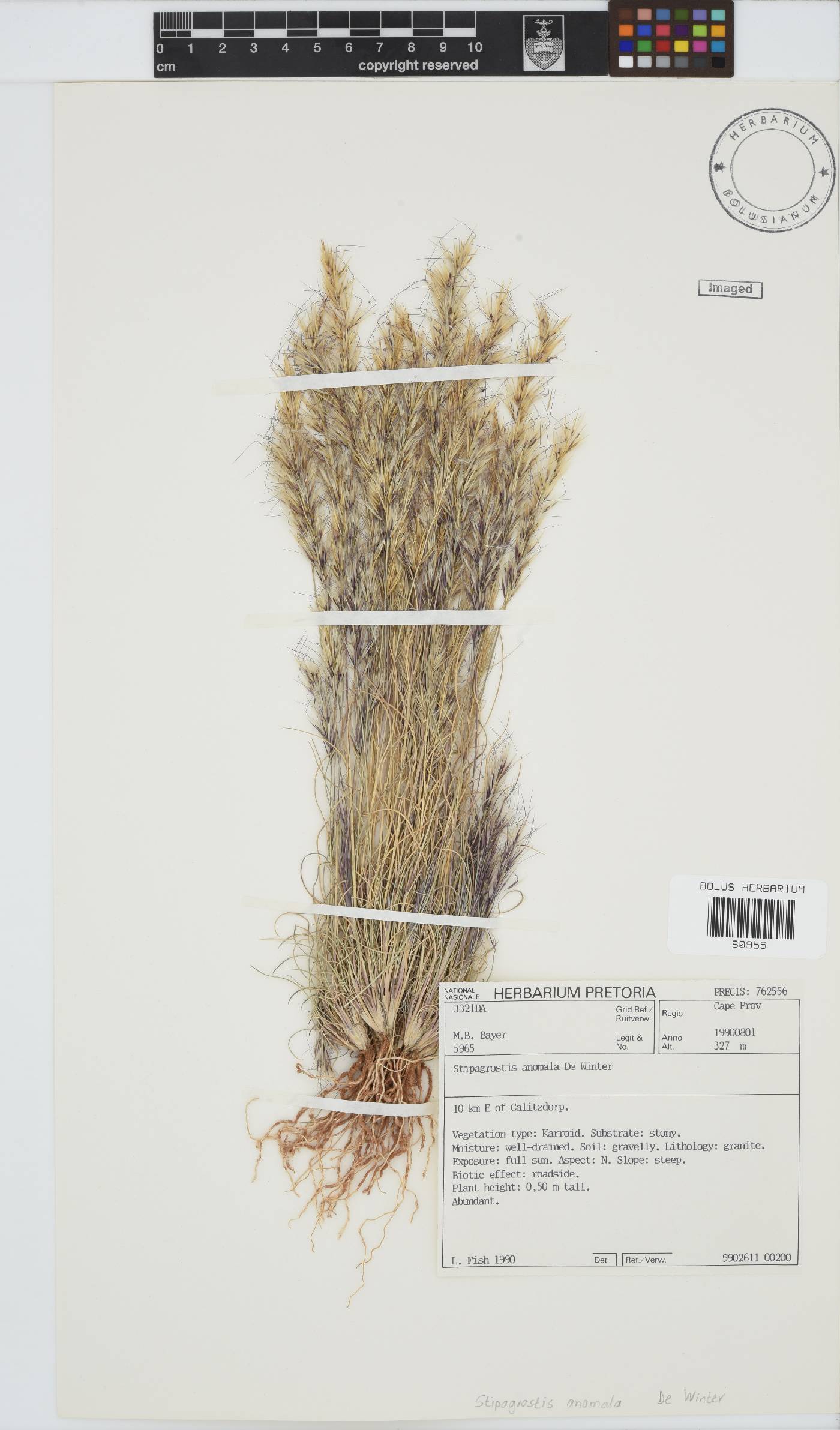 Stipagrostis image