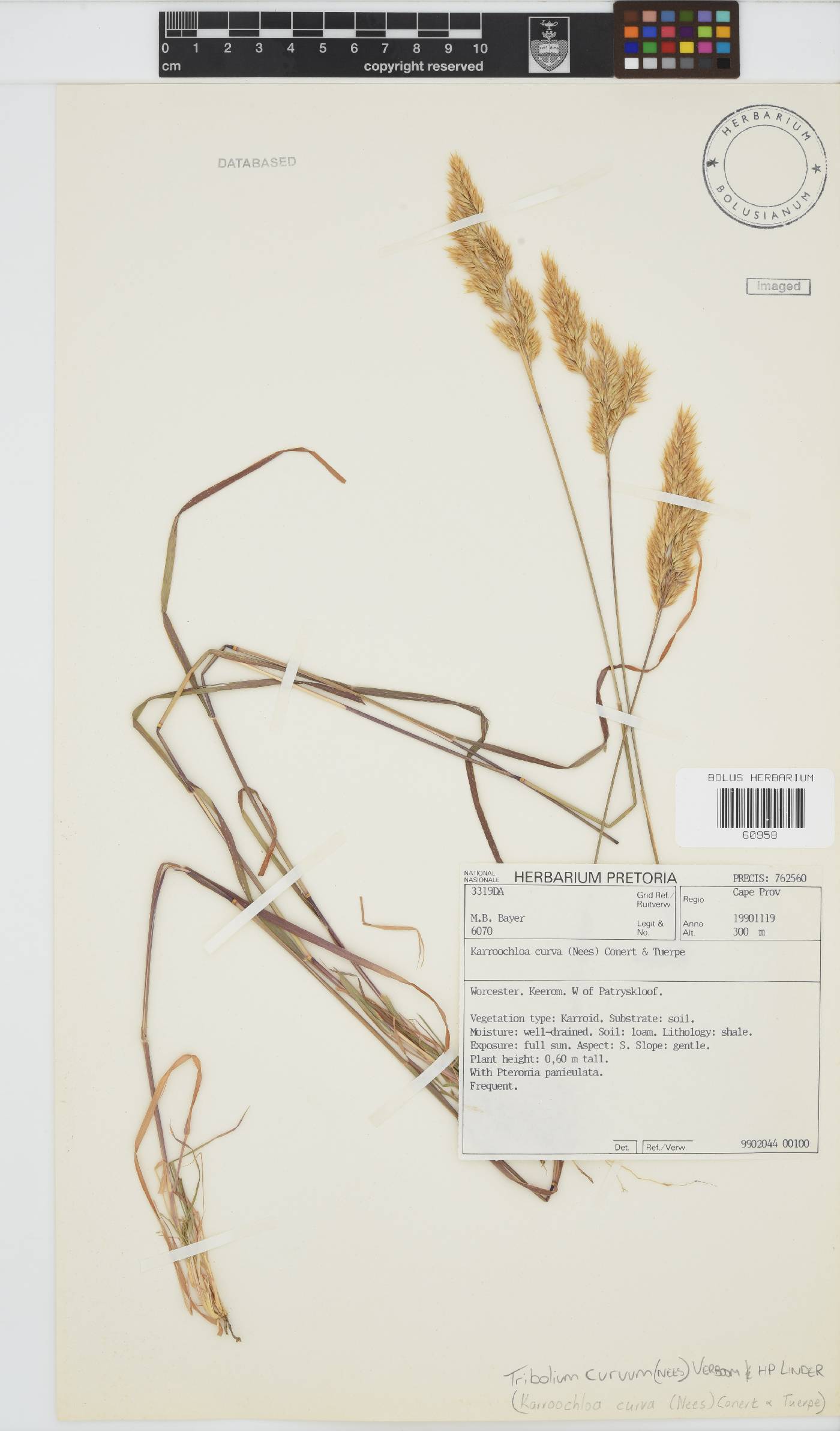 Tribolium curvum image