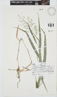 Image of Hakonechloa macra