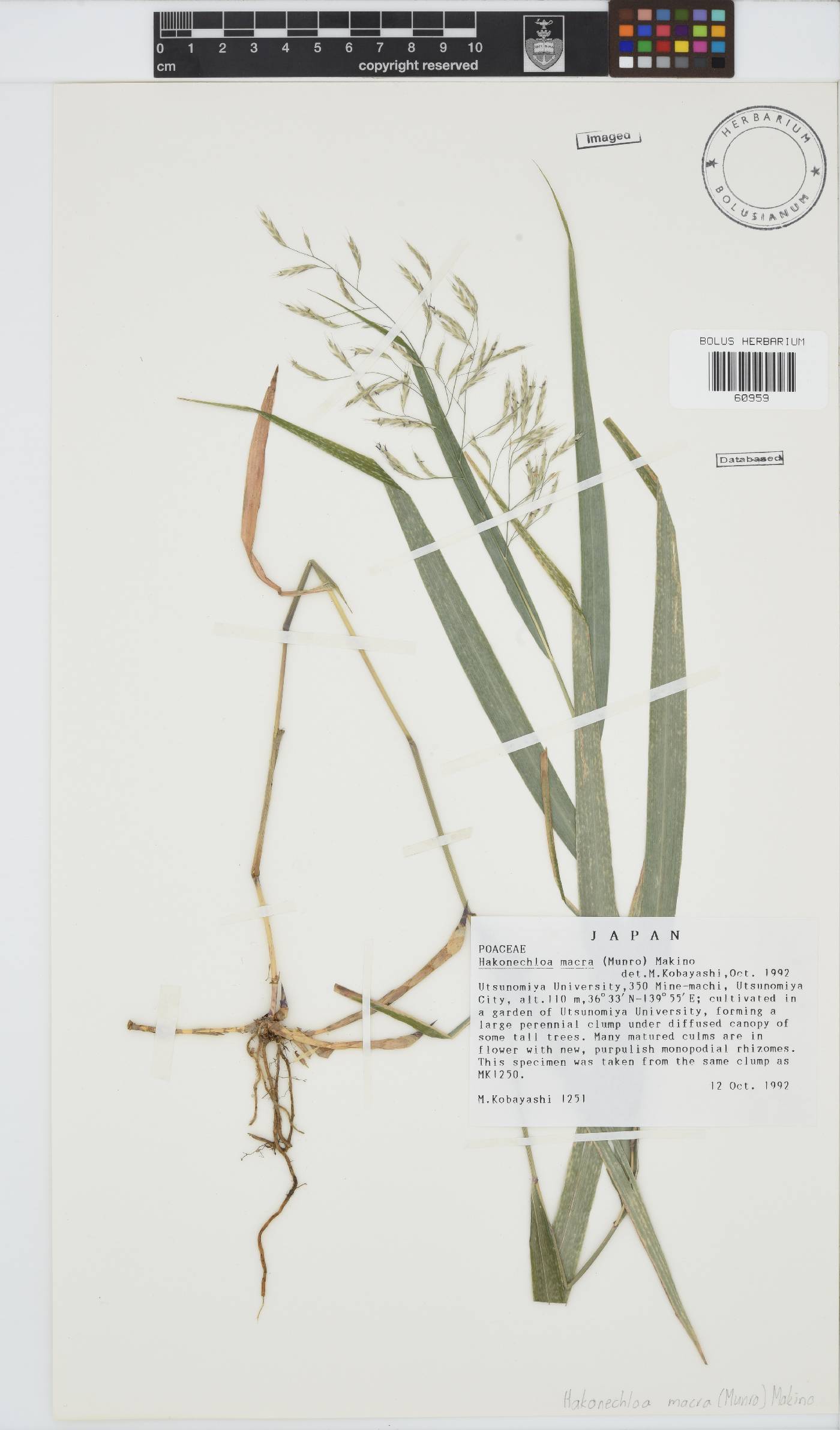 Hakonechloa macra image