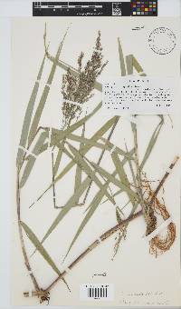 Phragmites australis image