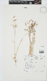 Bromus pectinatus image