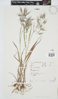 Bromus pectinatus image