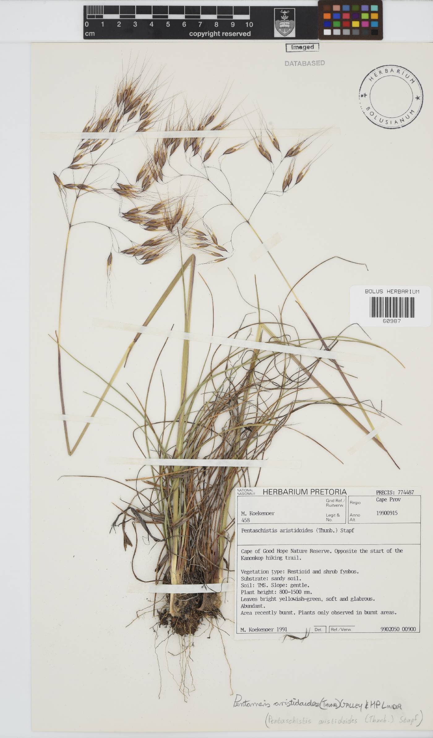 Pentameris aristidoides image