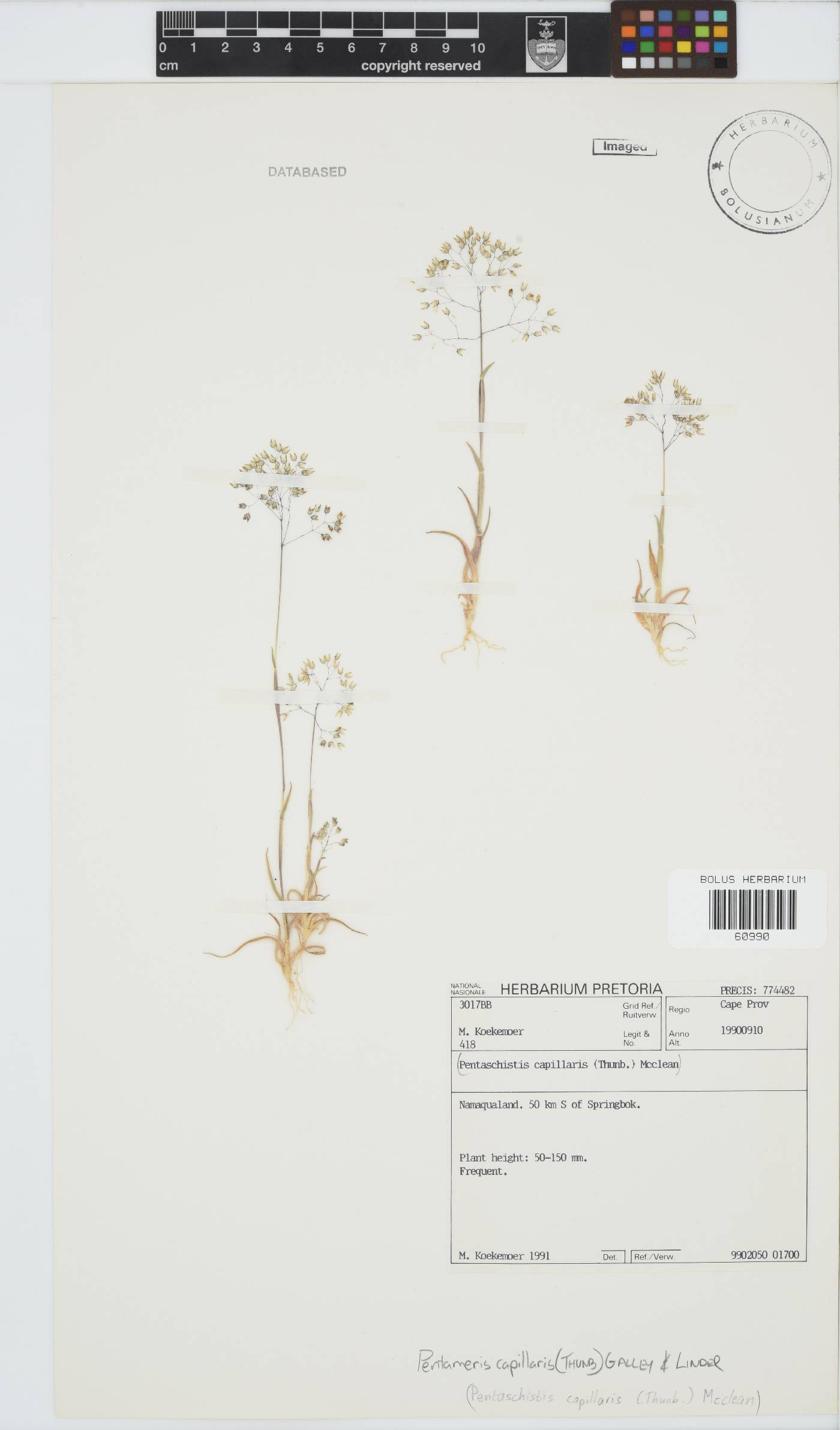 Pentameris capillaris image