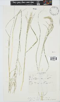 Leptochloa fusca image