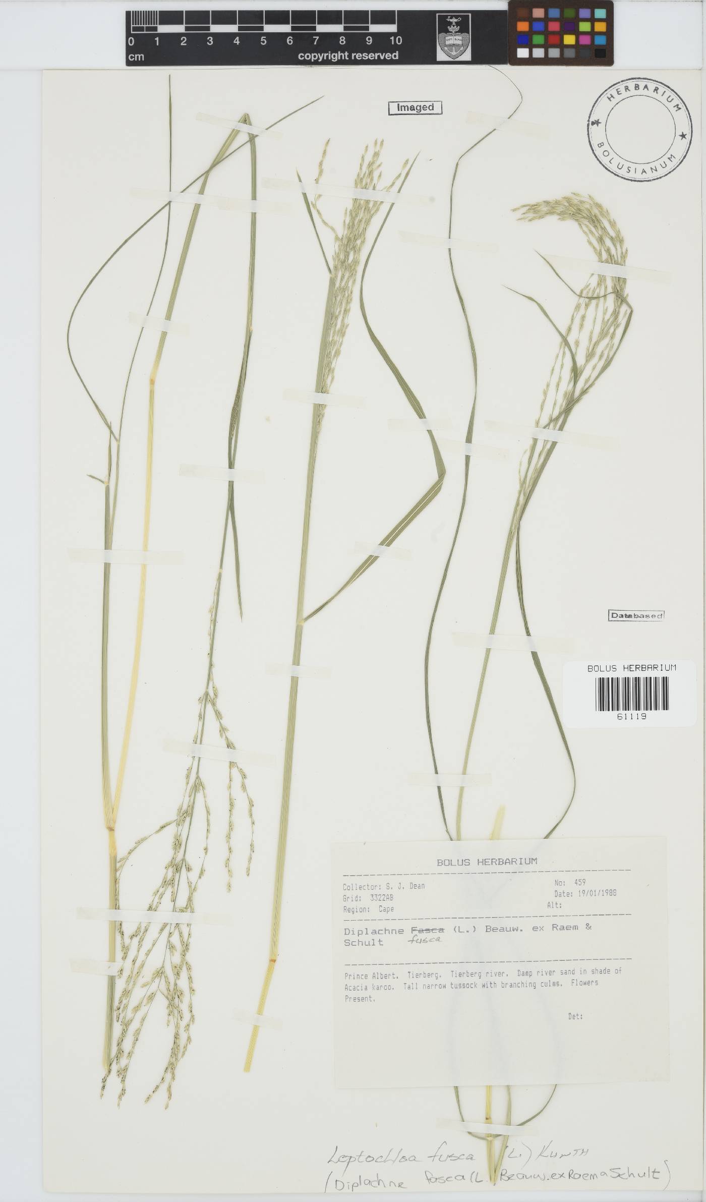 Leptochloa fusca image