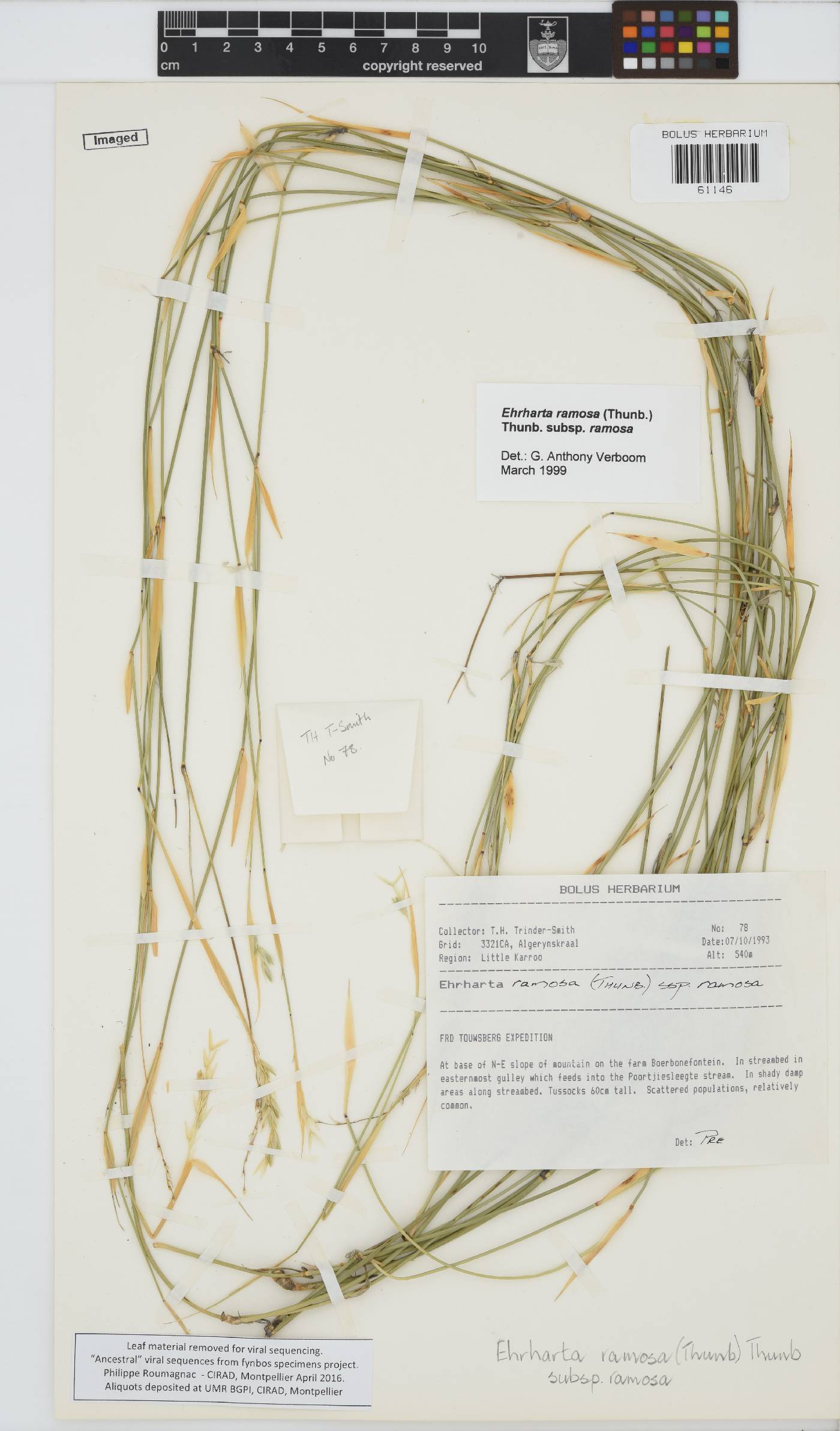 Ehrharta ramosa subsp. ramosa image