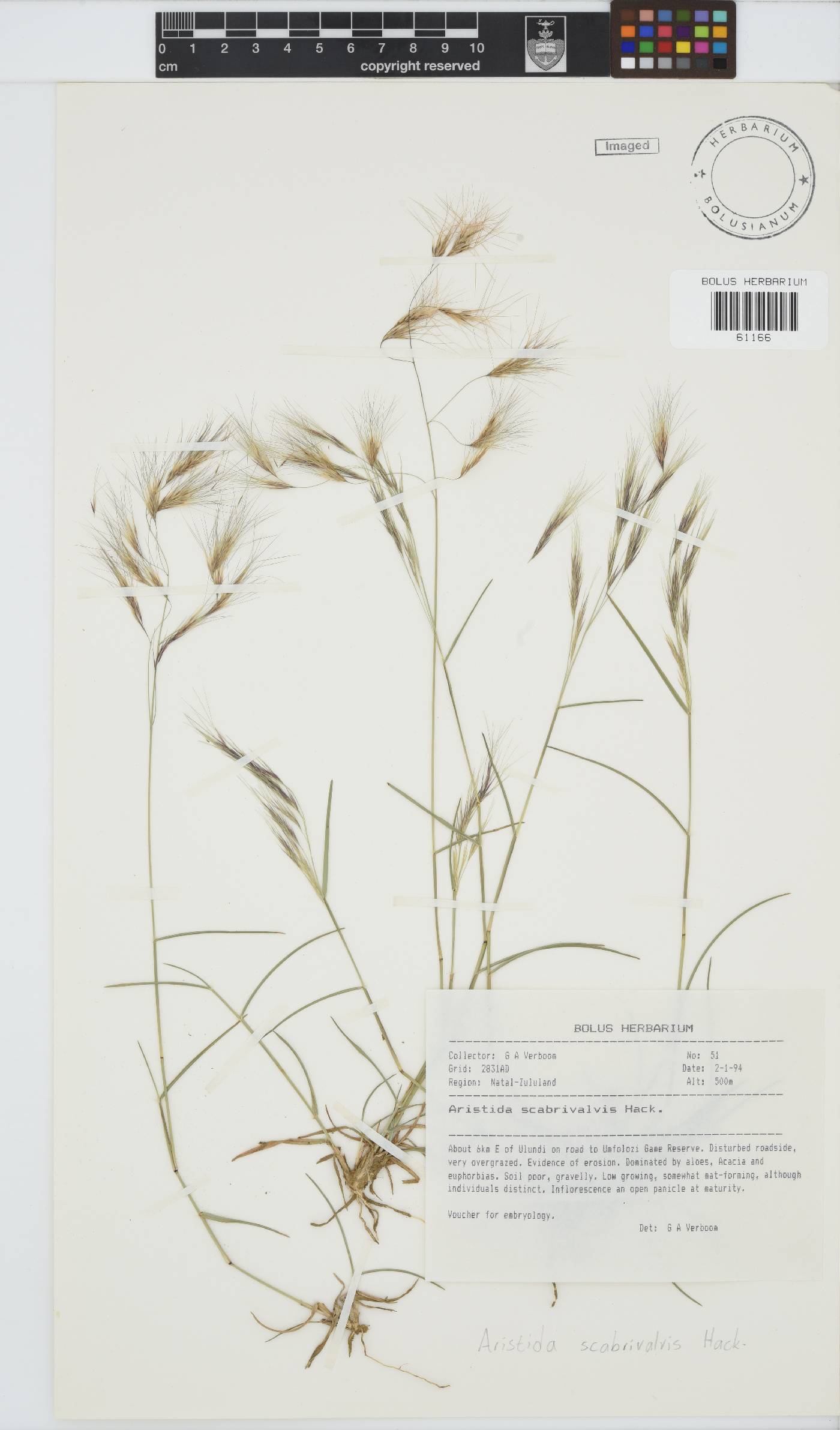 Aristida scabrivalvis image