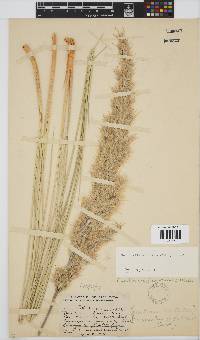 Capeochloa cincta subsp. cincta image