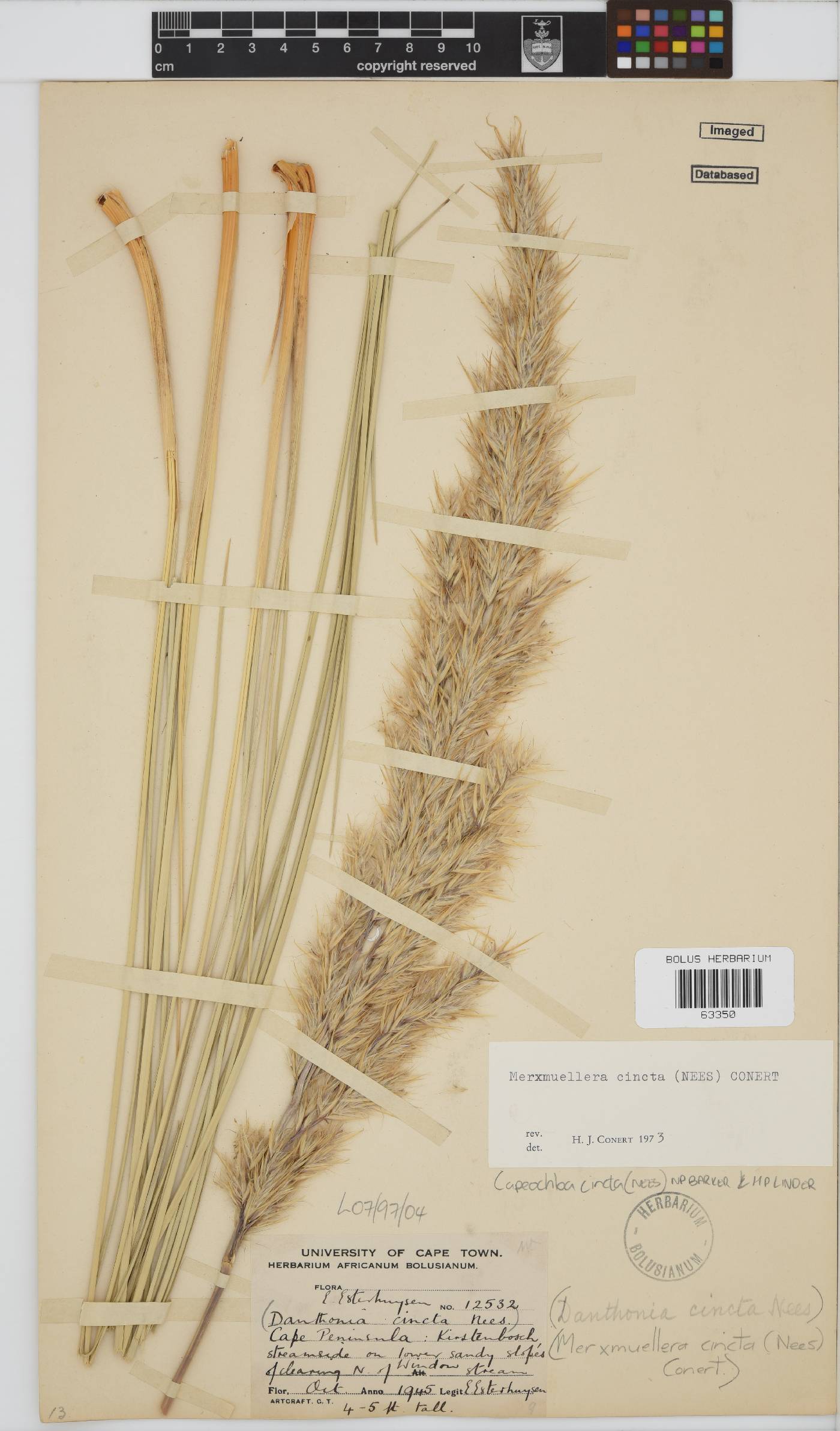 Capeochloa cincta subsp. cincta image