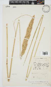 Capeochloa cincta subsp. cincta image