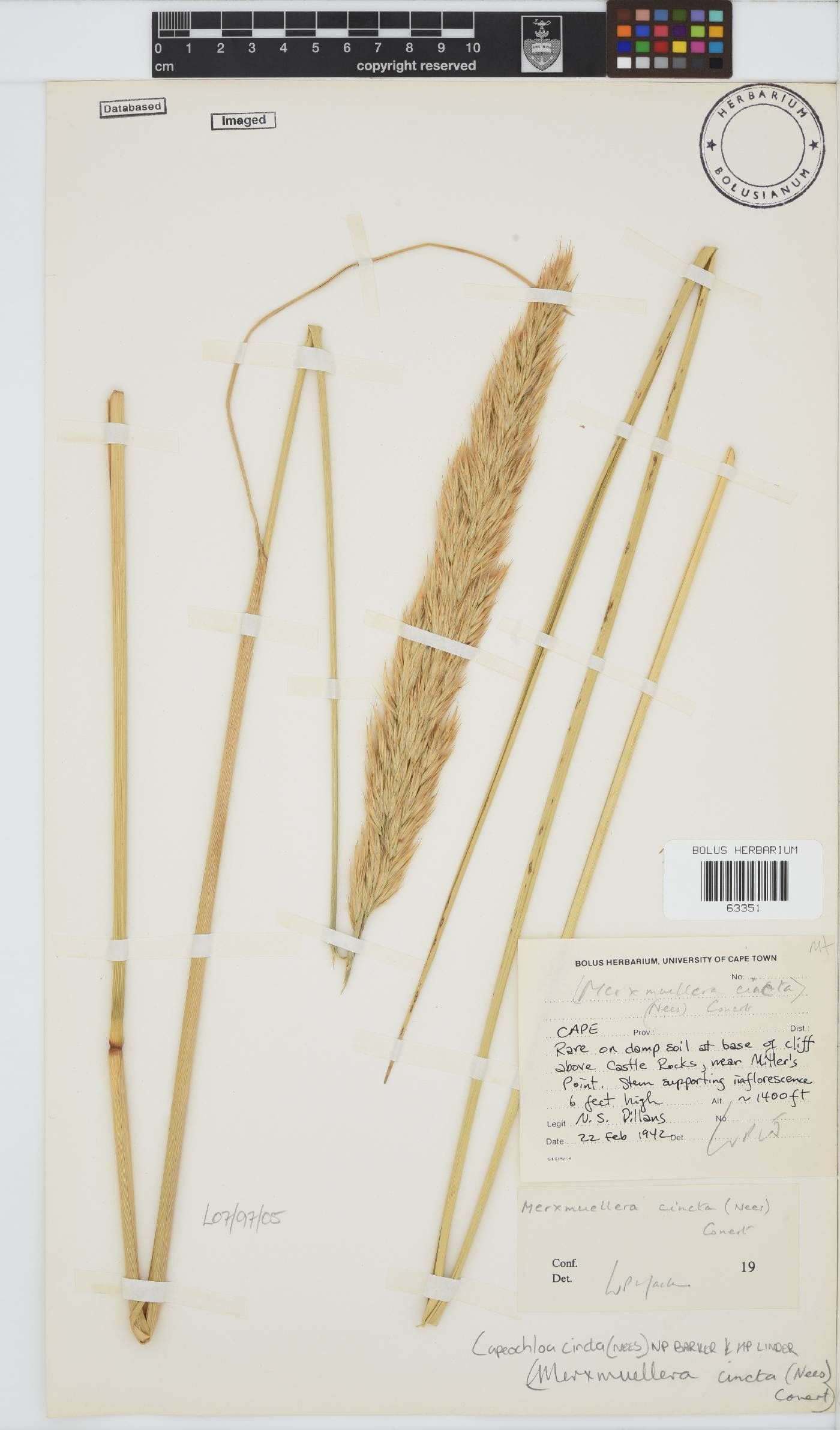 Capeochloa cincta image